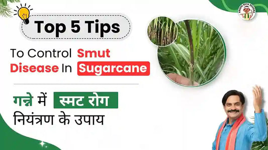 Measures to Control Smut disease in Sugarcane Crop