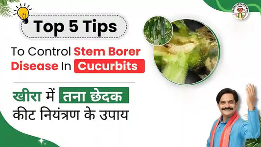 Stem Borer in Cucurbits Plant