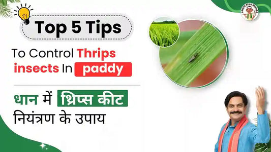 Thrips in paddy Crop