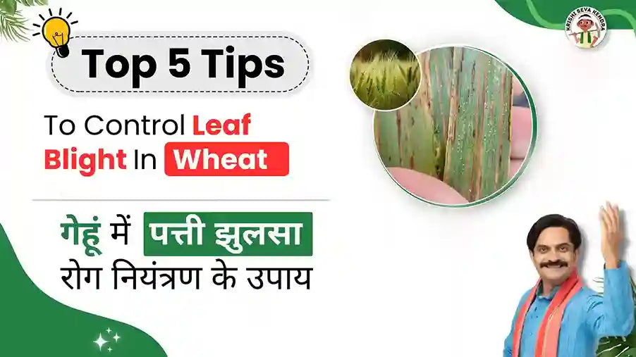 Devastating Leaf Blight Of Wheat: The Integrated Management Approach