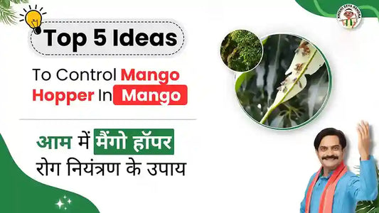 Measures to control Mango hoppers in Mango