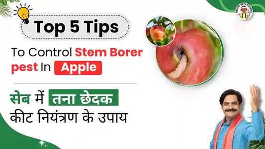  stem Borer pest in apple crop