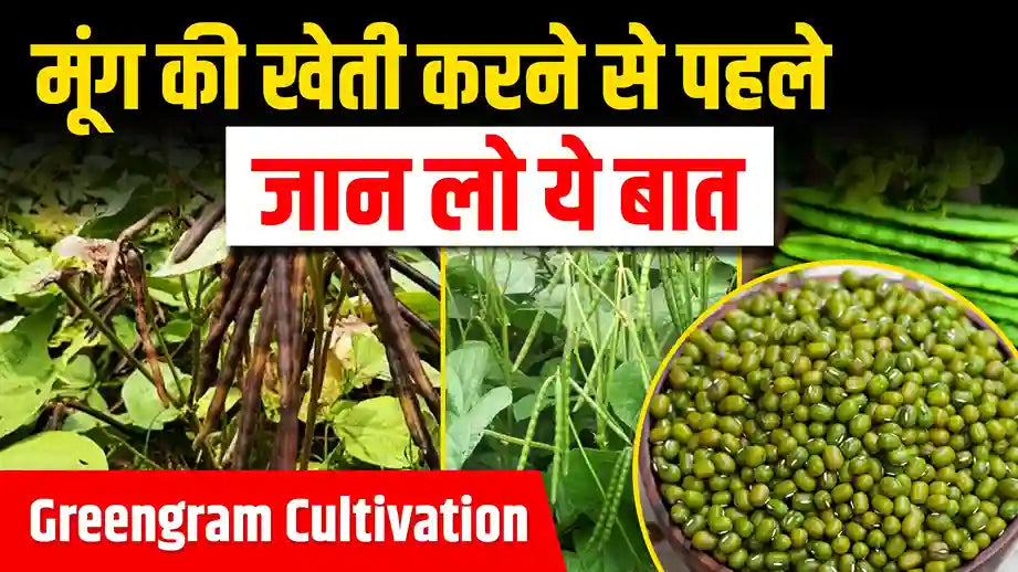 How to Cultivate Moong in Summer: Complete Guide from Sowing to Harvesting
