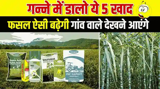 गन्ने में फुटाव और कल्ले 3X बढ़ाओ | डालो ये 5 खाद और पाओ मोटा-लंबा गन्ना जल्दी