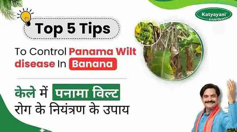 Measures to Control Panama Wilt Disease in Banana Crop