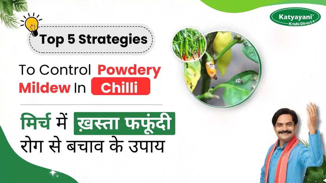Powdery Mildew in Chilli Crop