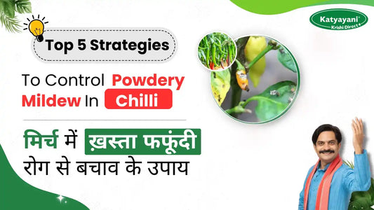 Powdery Mildew in Chilli Crop