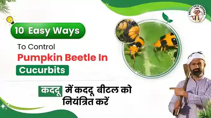 Measures to Control Pumpkin Beetles in Cucurbits Plant