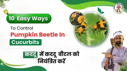 Measures to Control Pumpkin Beetles in Cucurbits Plant