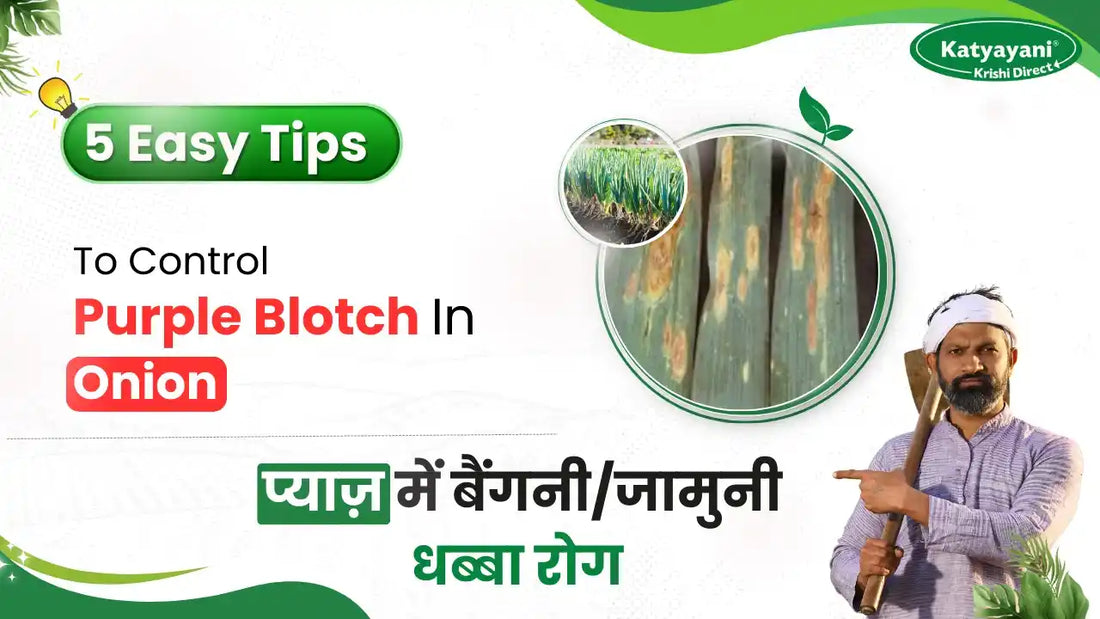 Purple Blotch in Onions | Symptoms, Prevention, and Control Tips