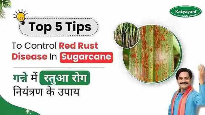 Measures to Control Red Rot disease Of Sugarcane Crop