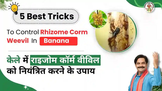 Rhizome Corm Weevil pest in Banana Crop