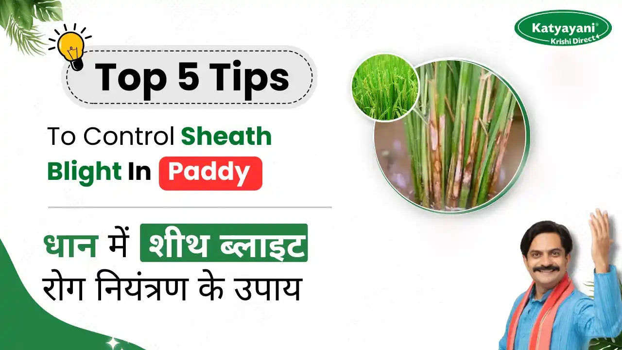Sheath Blight of Rice | Control Tips & Early Symptoms