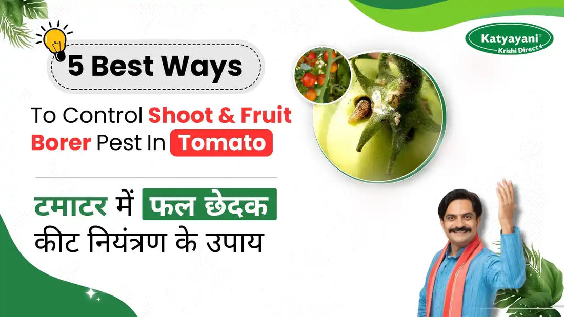 Best ways to control Shoot and Fruit Borer in Tomato