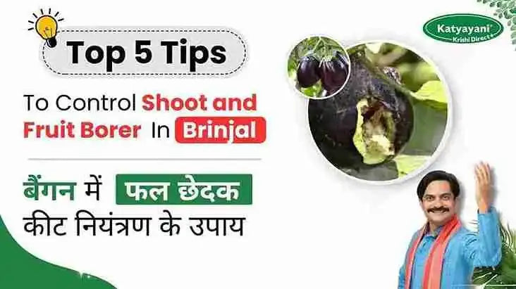Measures to Control Shoot and Fruit Borer in Brinjal