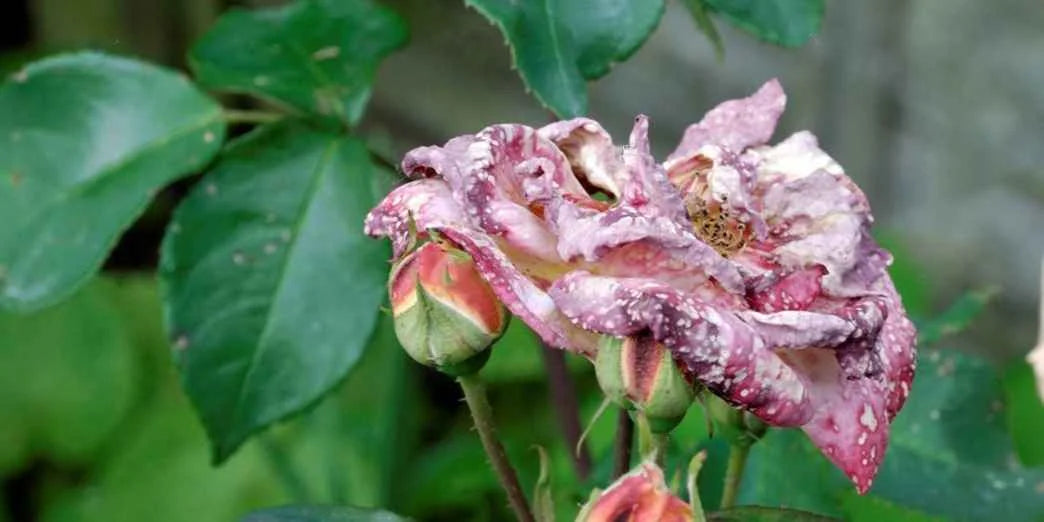 Pests in Rose: Aphids | Control Measures
