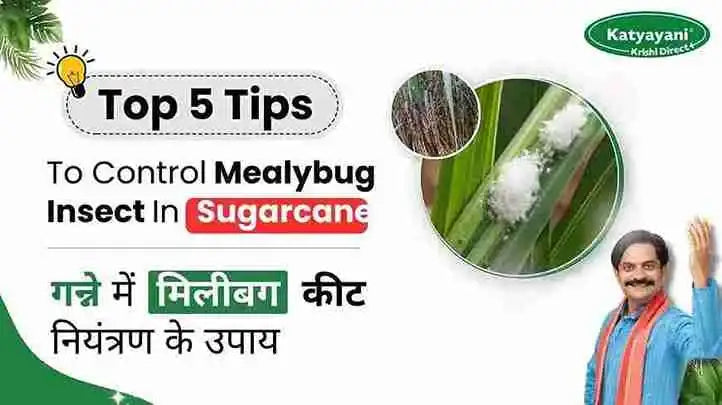 Measures to Control Mealybug pest in sugarcane crop