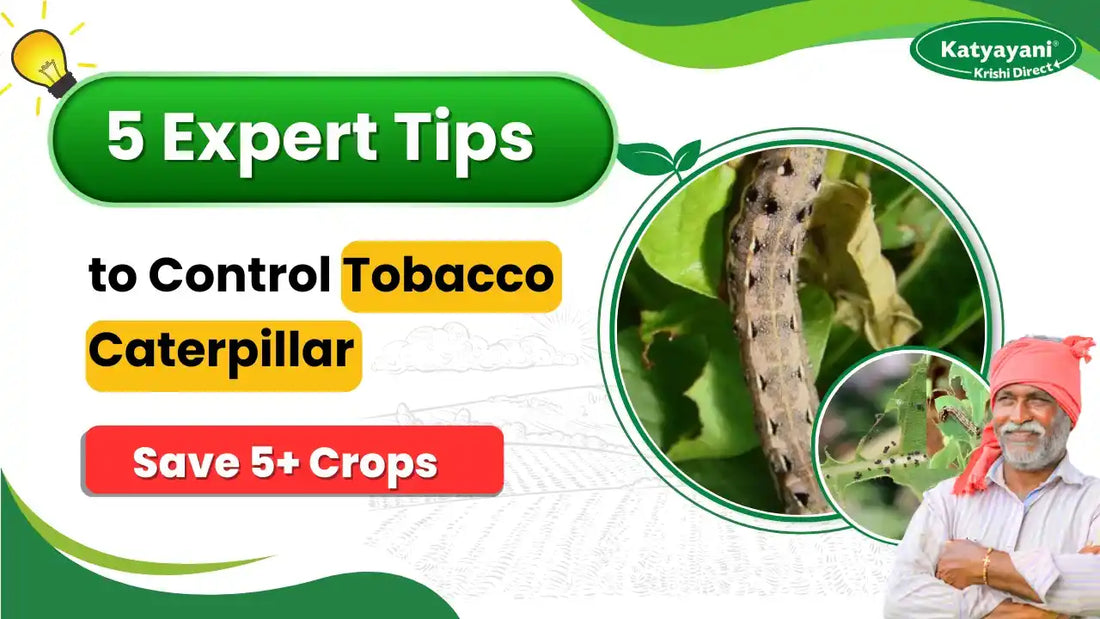 tobacco plant indigenous Aztec Wild Tobacco ~nicotiana Rustica~ Organic Seeds ~ Sacred Hopi Plant ~ Indian Native Heirloom