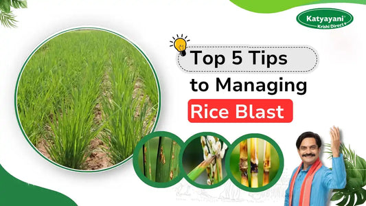 UNDERSTANDING AND MANAGING RICE BLAST