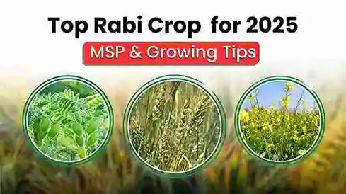 Top 10 Rabi Crops Name for 2025! Cultivation Tips & MSP Guide
