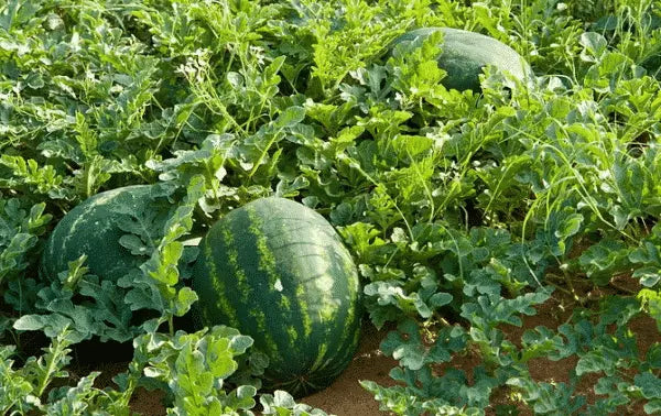 watermelon powdery mildew