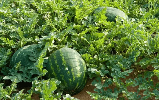 watermelon powdery mildew