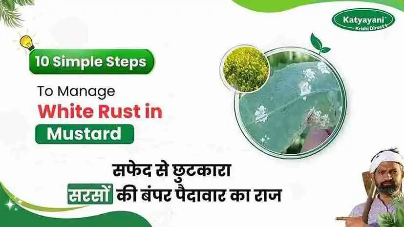 Mustard Rust White Rust in Mustard | Symptoms, Causes & Management Tips