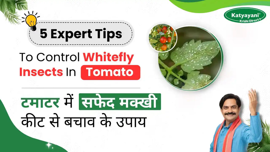 Management of Whitefly Pest in Tomato Plants
