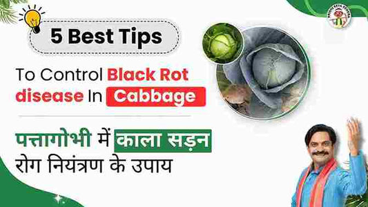 Black Rot Disease in Cabbage crop