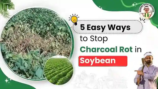 Charcoal Rot disease in Soybean Crop