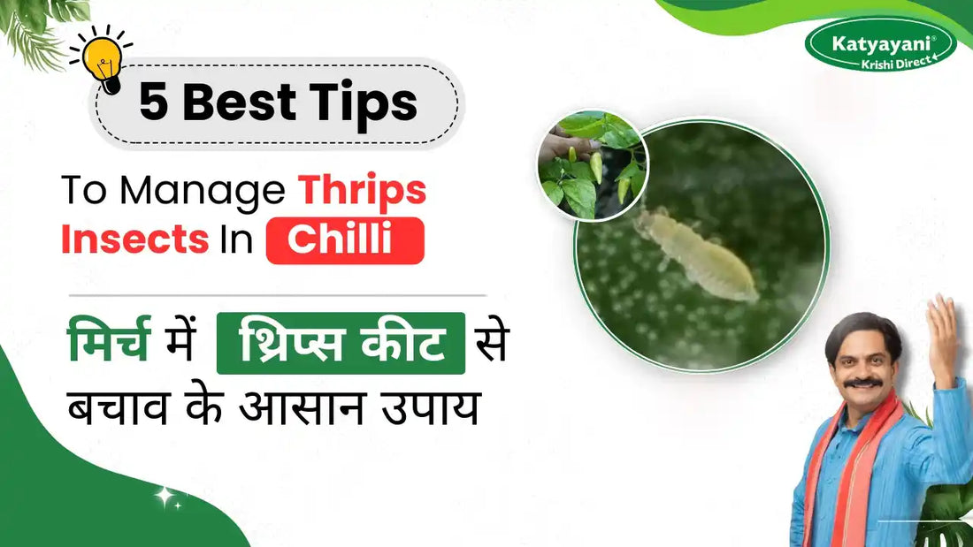 Control measures of Chilli Thrips