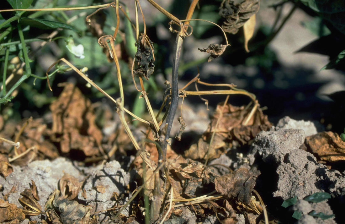 Disease in Sesame Crop