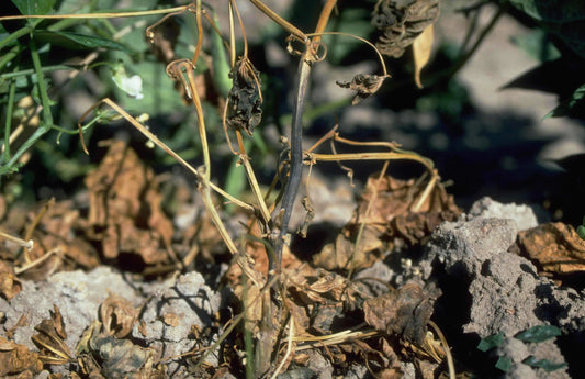 Disease in Sesame Crop