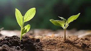 Control-Measures-of-Damping-off-disease-in-citrus-plant 