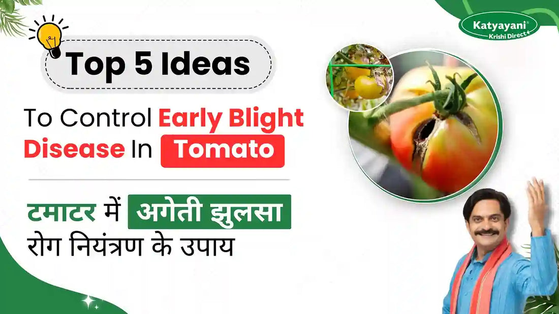Measures to Control Early Blight Of Tomato