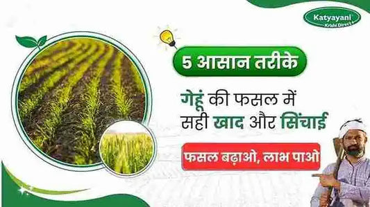 गेहूं की फसल में खाद और सिंचाई प्रबंधन