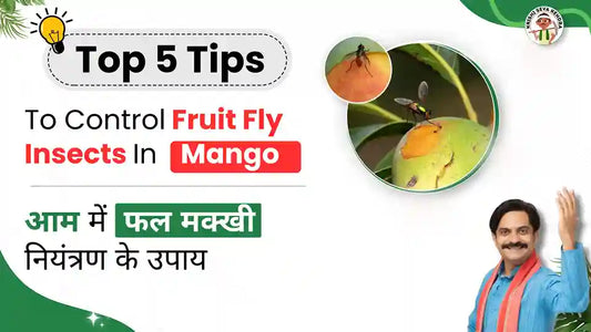 Effective-Management-Of-Fruit-fly-In-Mango 