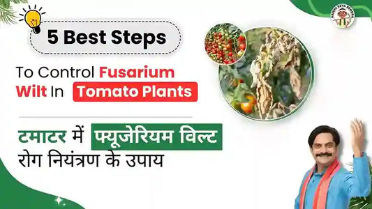 Measures to Control Fusarium Wilt in Tomato