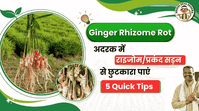 Rot Ginger Rhizome Rot of Ginger - Causes, Symptoms & Disease Control
