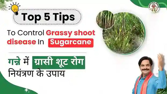 Grassy shoot disease in Sugarcane 