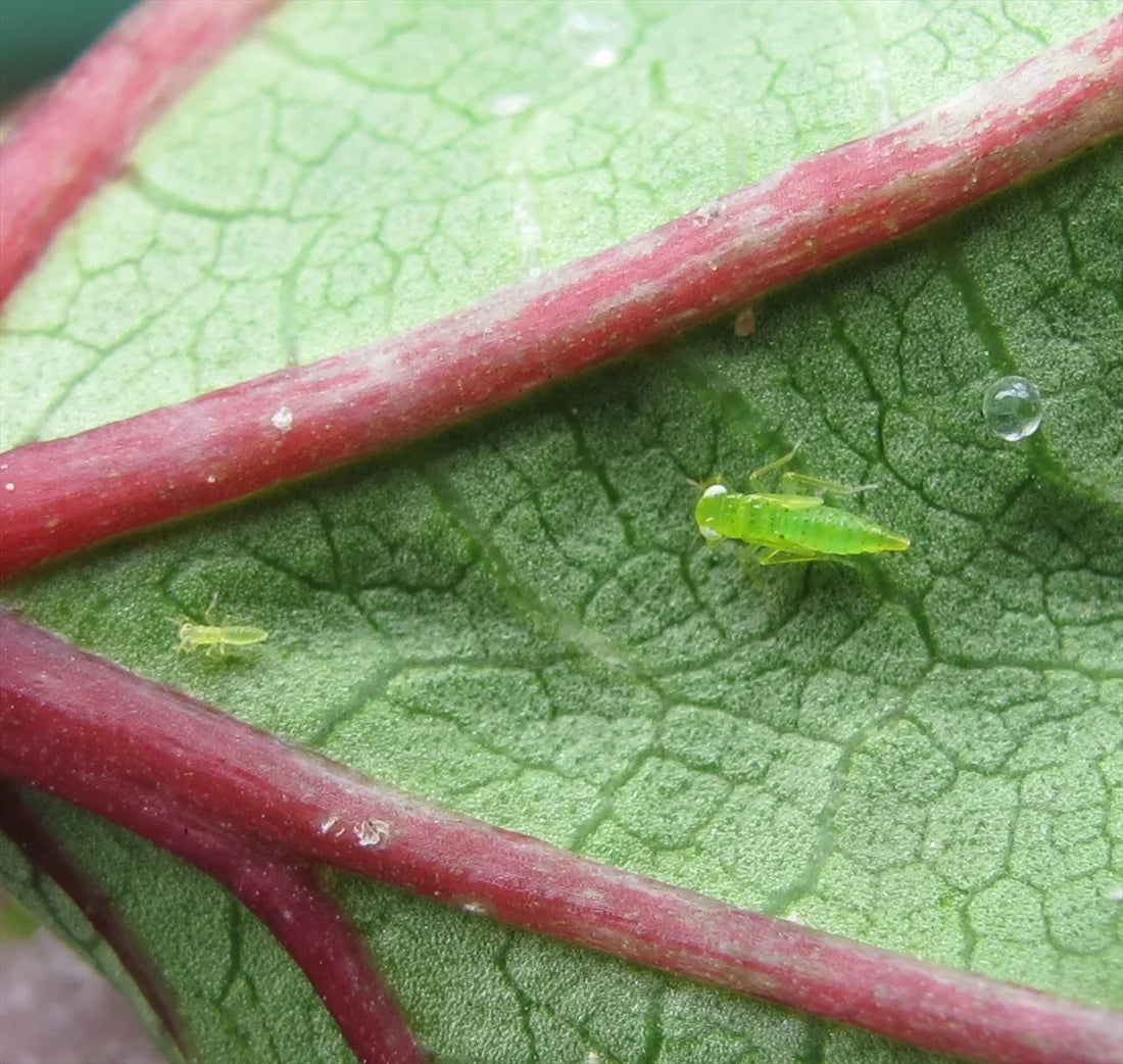 Jassid Insect Chili Top 3 Tips to Manage Sucking Pests in Okra Effectively