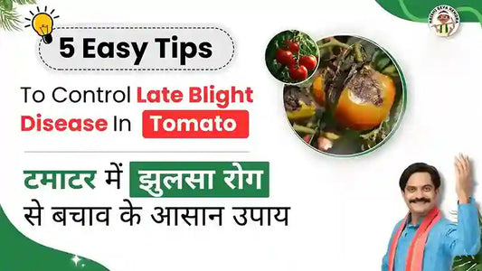 Measures to Control Late Blight in tomato