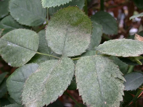 Mites in Rose crop, Symptoms and control measures