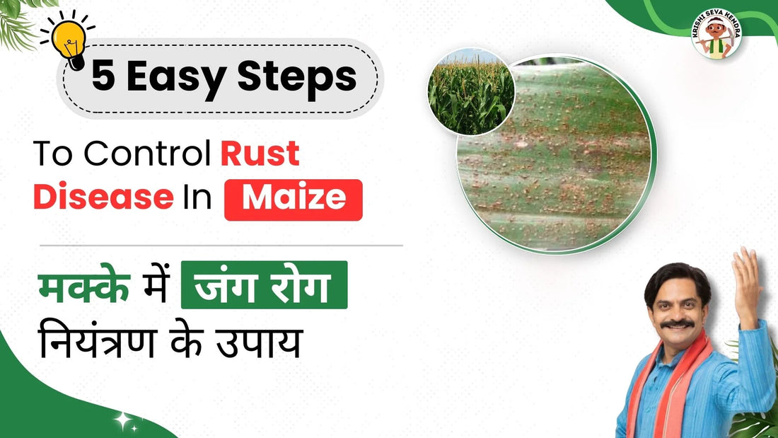 Common rust in maize | Key Facts About the disease of maize | COD