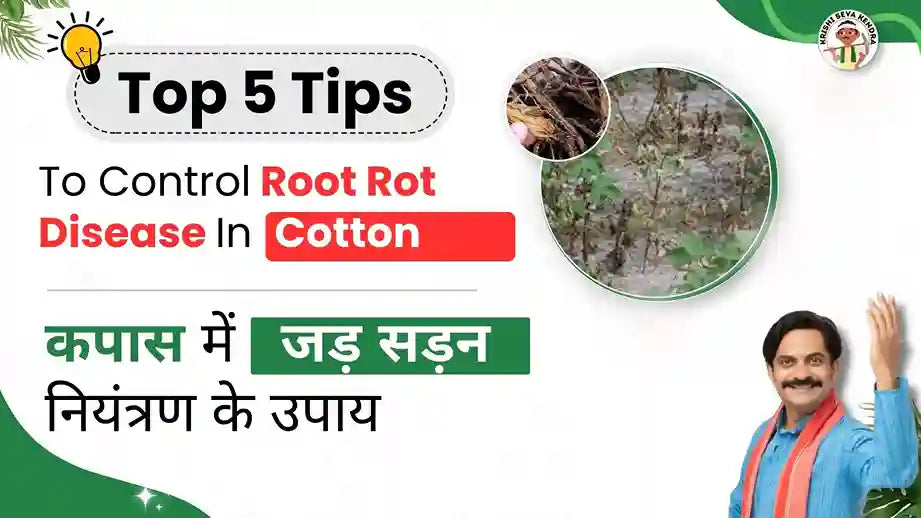 Cloth Rot Control Root Rot of Cotton: Symptoms & Disease Cycle Explained