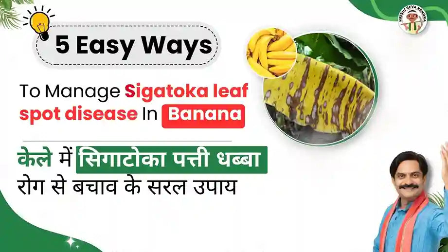 sigatoka leaf spot disease in banana Crop
