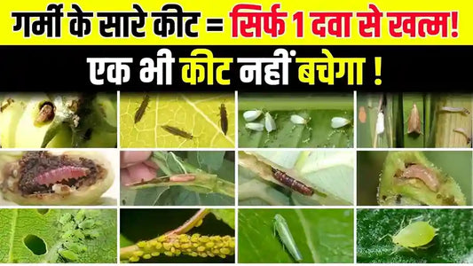 गर्मी के सारे कीट होंगे साफ - सिर्फ 1 दमदार कीटनाशक से | 2025 में सबसे तगड़ी दवा!