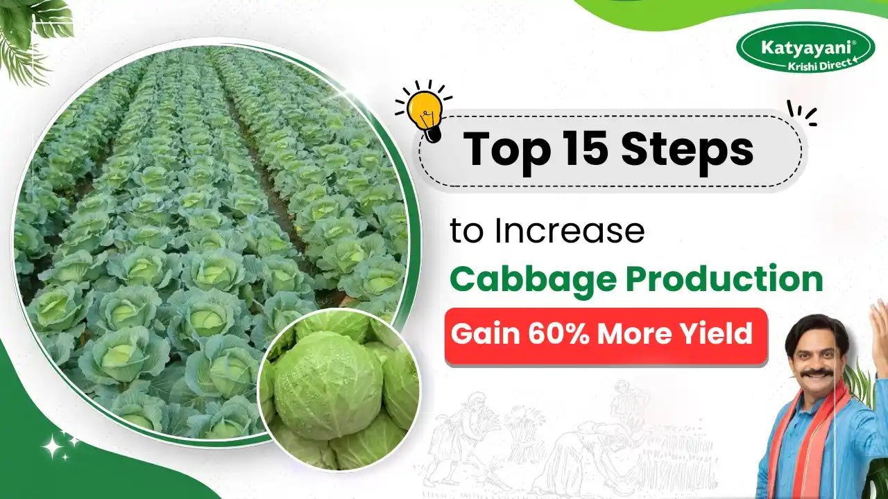 Cabbage Pprofuction Top 10 stages of cabbage growth | Cabbage farming | Krishi Seva Kendra