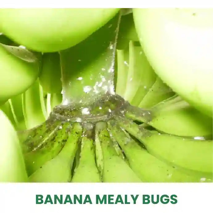 Buy Mealybug Control Insecticide Online at Just ₹227