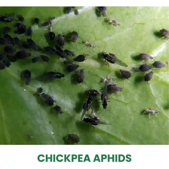 Insecticides for Chickpea Aphids | Solutions for Your Crop | COD